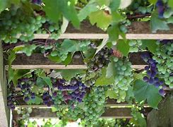 Image result for Planting Grapevines