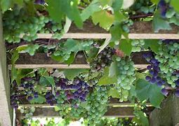 Image result for Hanging Grapes On Vine