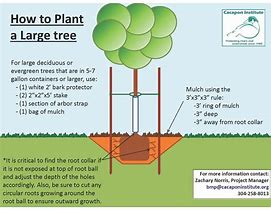 Image result for How Big Is a 30 Gallon Tree