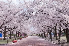 Image result for Cherry Blossom Park in Osaka