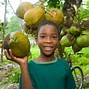 Image result for Jamaican Fruits and Vegetables