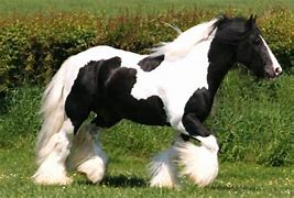 Image result for Gypsy Vanner Wallpaper