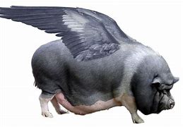 Image result for flying pigs