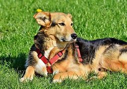 Image result for Crossbreed Animals