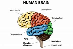 Image result for Memory Section of Brain
