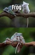 Image result for Frog Meme with Word