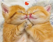 Image result for Love You Cute Cat