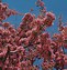 Image result for Spring Flowers Background Portrait