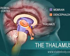 Image result for Parts of the Brain Thalamus