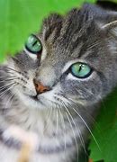 Image result for Mint Green Cat