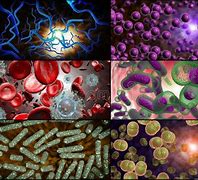 Image result for Tipos De Bacterias