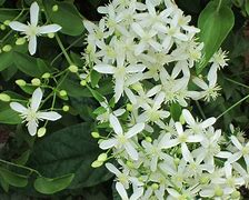 Image result for Wild Vines with White Flowers