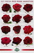 Image result for Deep Red Rose Varieties