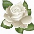 Image result for White Rose ClipArt