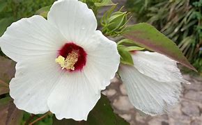 Image result for Hibiscus moscheutos Rose Vif