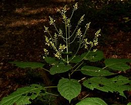 Image result for Collinsonia canadensis