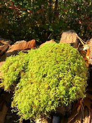Image result for Live Sheet Moss Plant