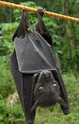Image result for Cat Has a Bat Face