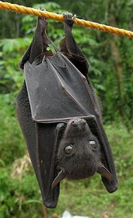 Image result for Cute Bat Dark Aesthetic