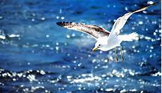 foto di gabbiano il gabbiano jonathan livingston e la prosopopea della foto di gabbiano il gabbiano jonathan livingston e la prosopopea della