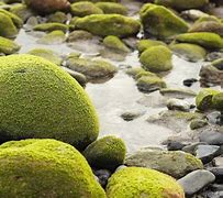 Image result for Rock with Moss On Very Top