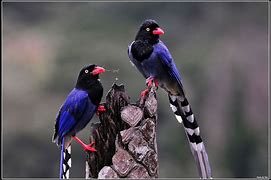 Image result for Taiwan Birds