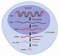 Image result for Protein Synthesis Diagram Labeled Gga