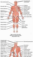 Image result for Human Body Systems Concept Map