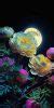 Image result for Flower iPhone 5 Wallpaper