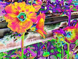 Image result for Acid Trip Wallpaper 4K