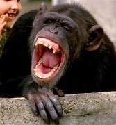 Image result for Laughing Monkey