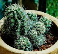 Image result for Indoor Cactus Plants Types