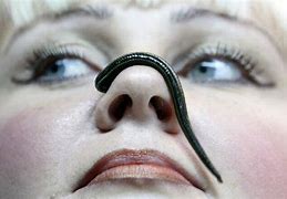 Image result for Leech Repellent Spray