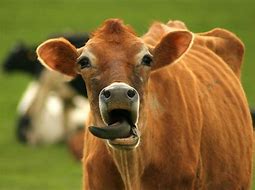 Image result for Funny Cow Face Pics