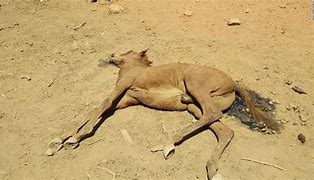 Image result for Animals Dying of Thirst