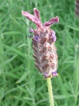 Bildergebnis für Lavandula stoechas Helmsdale ®