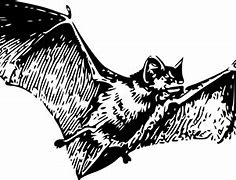 Image result for Jand Jolding Bat Drawing