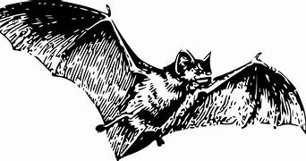 Image result for Bat Study Sketches