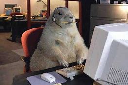 Image result for Office Dog with Phone