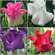 Image result for Tulipa Crown of Dynasty