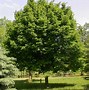 Image result for Ironwood Tree Leaves