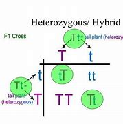 Image result for Hybrid Heterozygous