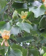 Image result for Liriodendron tulipiferum fastigiatum