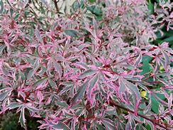 Image result for Acer palmatum Marlo