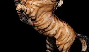Image result for Lion Tiger Unicorn