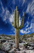 Image result for Arizona State Cactus