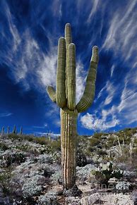 Image result for Arizona Desert Saguaro Cactus