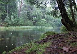 Image result for Free Live Wallpapers Rain On Pond
