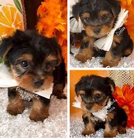 Image result for Ste. Genevieve MO Yorkie