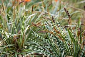 Image result for Sedge Lawn